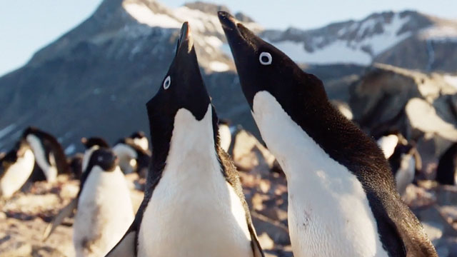 teaser image - A Special Look at Disneynature's Penguins