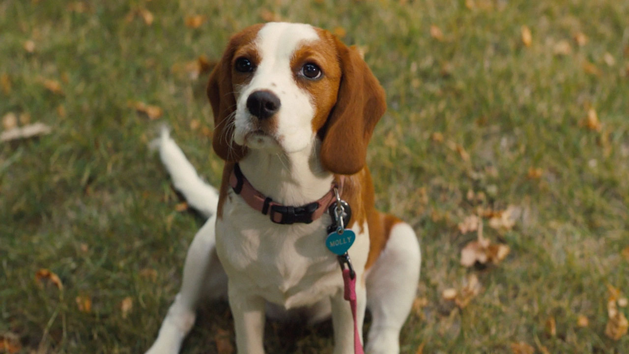teaser image - A Dog's Journey Trailer